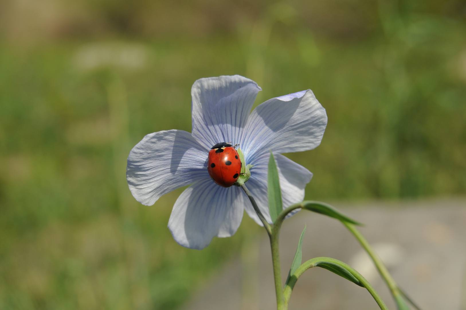 A ladybird resting on a blue flax flower at the Caucasus Wildlife Refuge, Armenia.